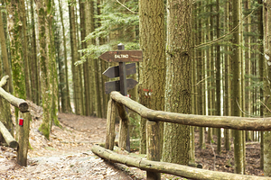 Forrest Trail to Saltino Italy 