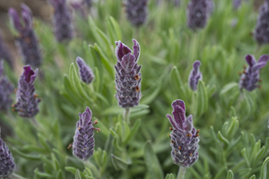 French Lavender Flowers