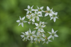 White Garlic Chive on Green 3
