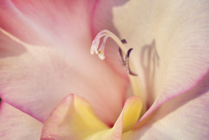 Pink and Yellow Gladiolus