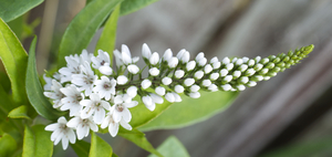 White Gooseneck Flower