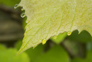 Grape Leaf with Waterdroplets 