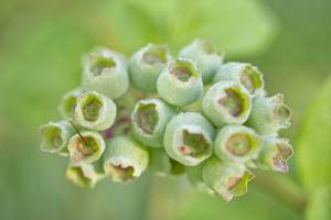 Green Blueberry Cluster With Morning Dew
