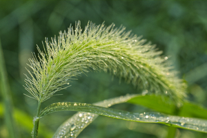 Giant Foxtail Grass with Morning dew -