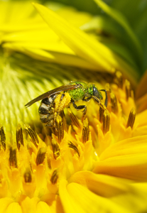 Green Sweat Bee on Sunflower 
