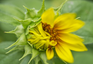 Half Opened Sunflower
