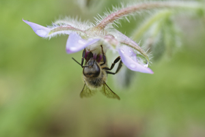 Honeybee Frontal View under Borage Flower