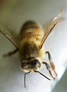 Single Honeybee Macro
