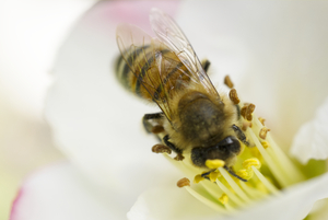 Honeybee Whole Body Head to Left