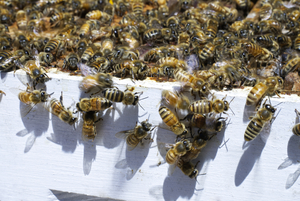 Honeybee Hive on a Summer Day 