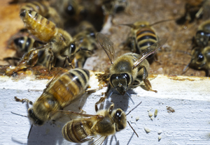 HoneyBee Worker on Edge of Hive