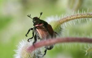 Japanese Beetle on borage