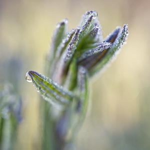 Lavender Plant with Morning Dew
