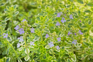 Lemon Thyme with Purple Flowers