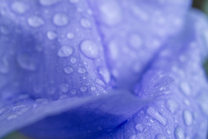 Light Purple Iris Flower Abstract