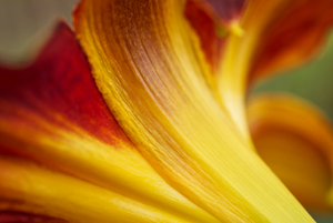 Red and Yellow Lily Below With Green