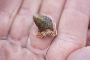 Long-claw Hermit Crab on Hand 
