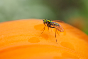 Long Legged Fly on Orange Lily