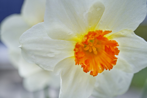 Miniature Narcissus  Blossoms 
