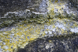 Mineral Covered Stonewall with Spider