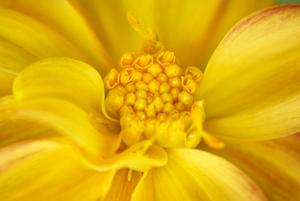 Orange Dahlia Macro Number 3  Abstract