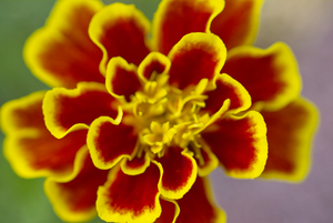 Orange Marigold with Gold-rim