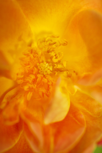 Orange Rose Steman Macro 2