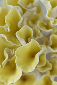 Oyster Mushrooms Vertical Birdseyeview
