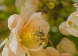 Peach Quince Flower With Pollen Covered Honeybee