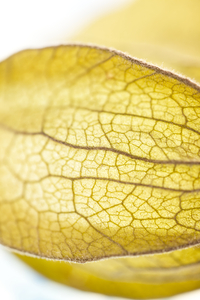 Physalis Lantern on its Side