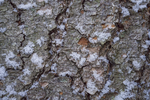 Old Pine Tree Trunk WIth Snow