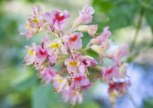 Pink Chestnut Tree Flowers