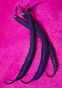 Purple Beans on Magenta