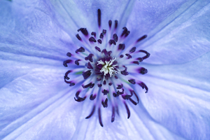 Purple Clematiscenter Macro