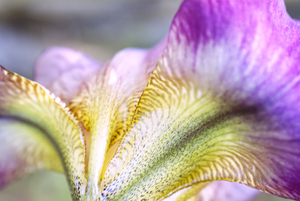 Purple Iris Abstract Macro 1