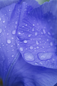 Purple Iris Flower in Rain