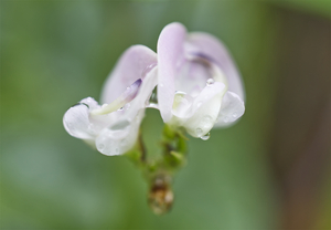 Purple Wild Bean Flowers With Rain Drops I