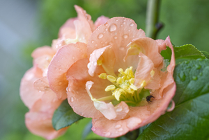 Peach Quince Flowers and Jumping Spider