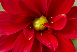 Red Dahlia with Green Core