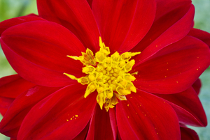 Red Dahlia Flower Macro