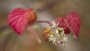 Red Raspberry Winter Blossoms  Landscape