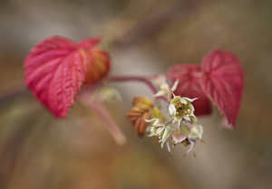 Red Raspberry Winter Blossoms  Sideview