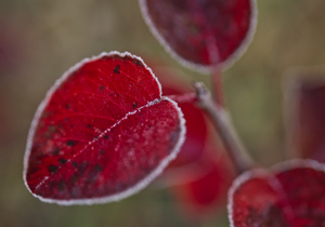 Red Rose Leaves After Frost 