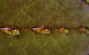 Rose Leaf After Rain