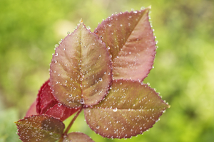 Young Rose Leaves After A Rain