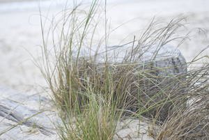Beach Grass