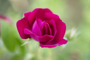 Single Red Rose Romance