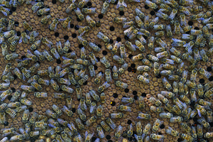 Sisterhood Bee Nursery