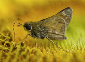Skipper Moth Butterfly on Sunflower