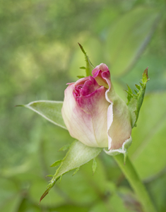 Soft Pink Rose Bud On Green